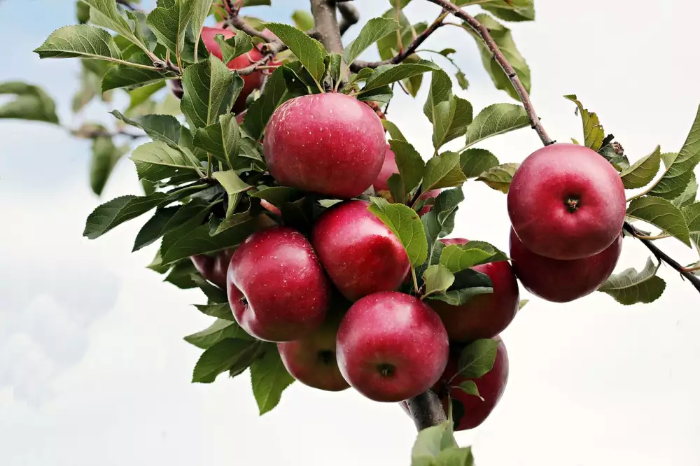 Apple Watch Volání Bez Telefonu